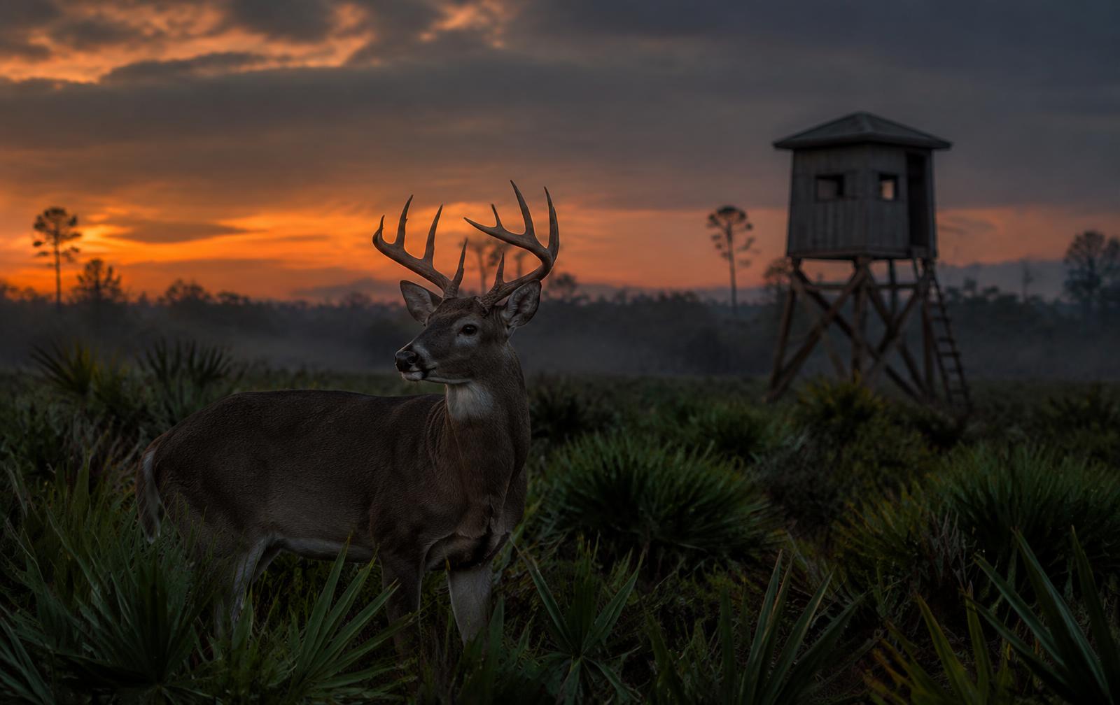 Trophy whitetail buck near a tower blind